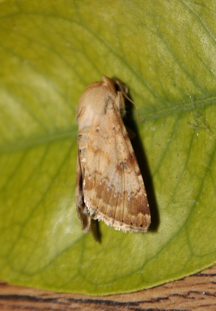 Heliothis nubigera - mozaikos veteménybagoly