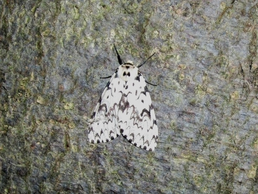 Lymantria monacha - apácalepke