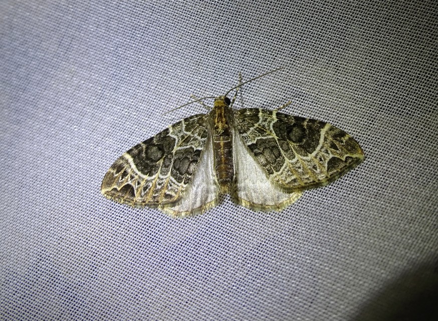 Ecliptopera silaceata - barna tarkaaraszoló