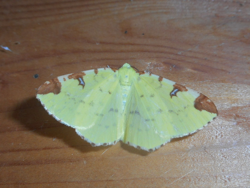 Opisthograptis luteolata - citromsárga araszoló