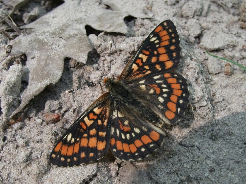 Euphydryas maturna - díszes tarkalepke