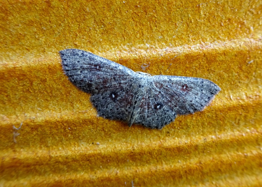 Cyclophora pendularia - fűzfa-pettyesaraszoló