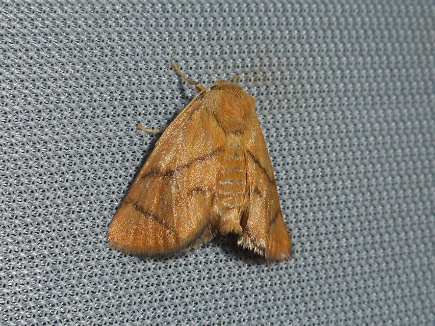 Apoda limacodes - kagylólepke