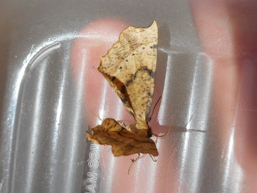 Artiora evonymaria - kecskerágó-araszoló
