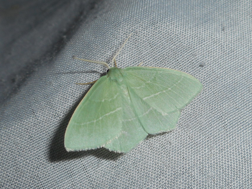 Hemistola chrysoprasaria - kékes zöldaraszoló