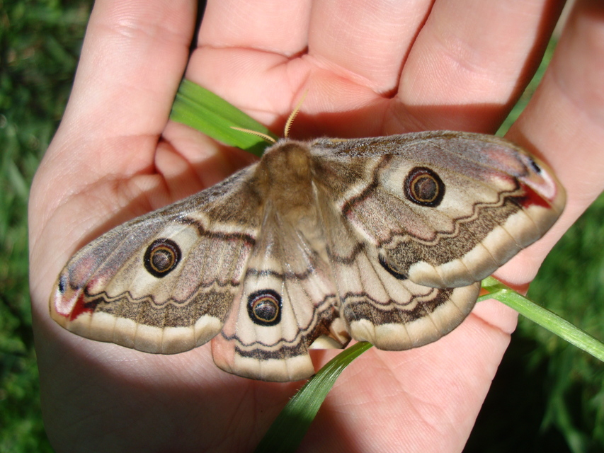 Saturnia pavoniella/pavonia