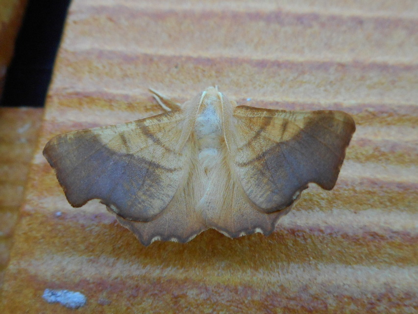 Ennomos fuscantaria - kőris-levélaraszoló