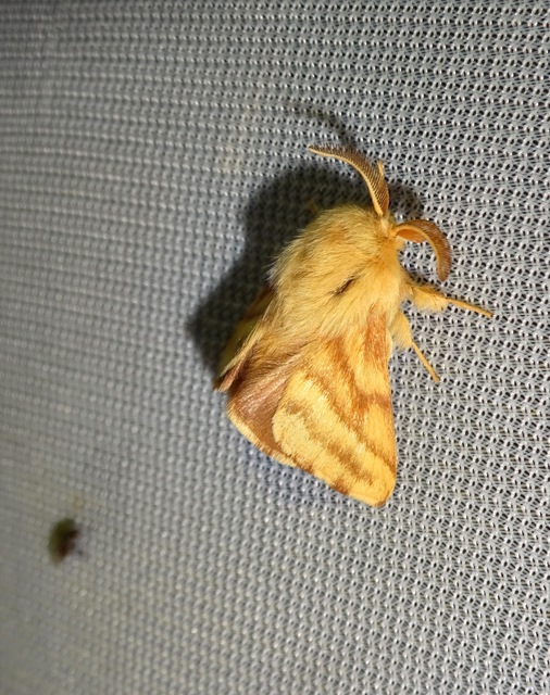 Malacosoma castrensis - kutyatejszövő