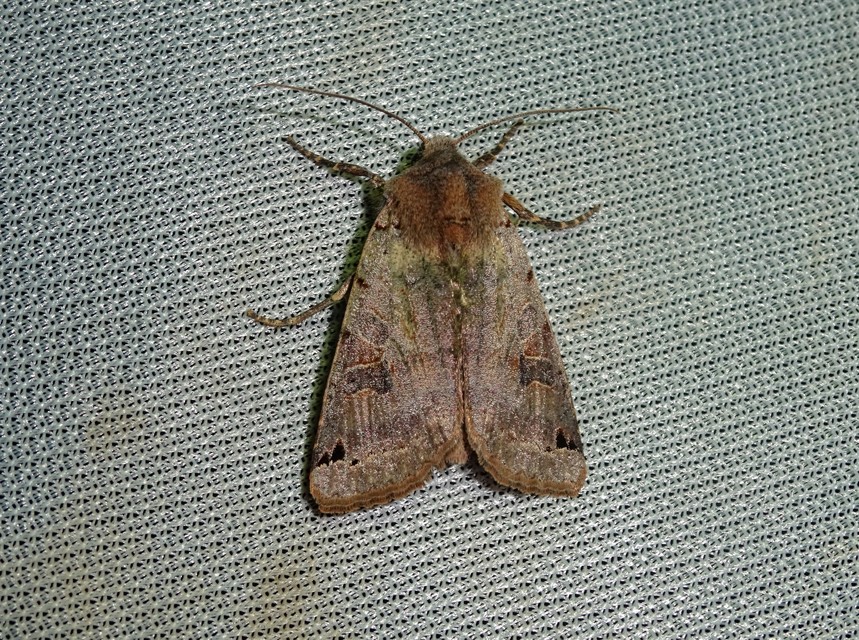 Anchoscelis litura - tarka őszibagoly