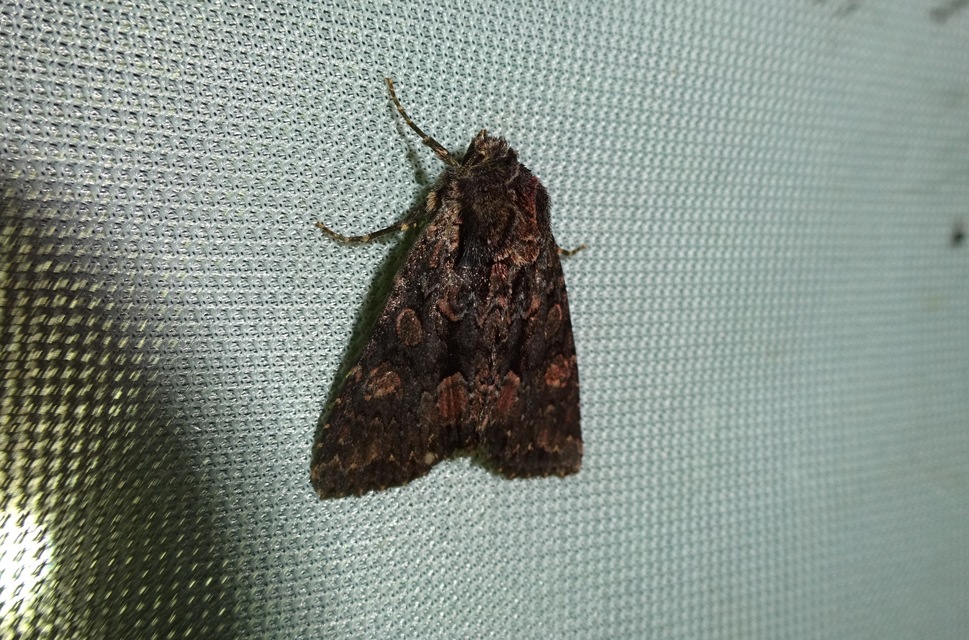 Blepharita satura - őszi porfírbagoly