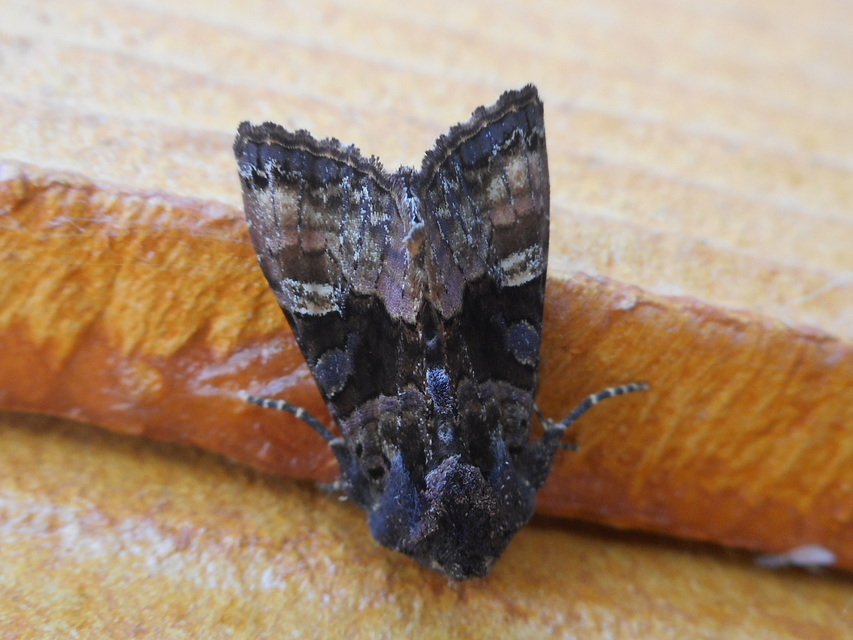 Euplexia lucipara - szeder-csipkésbagoly