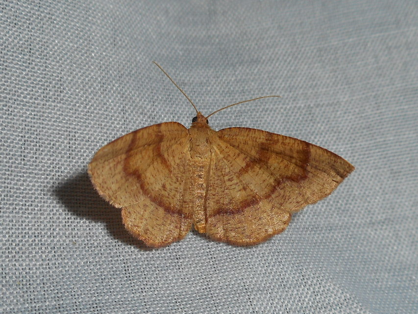 Plagodis pulveraria - szemcsés araszoló