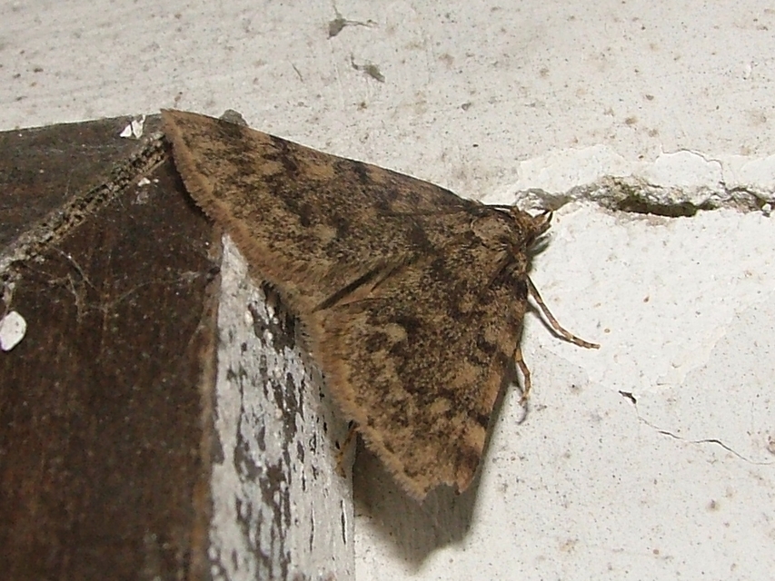Aglossa pinguinalis - zsiradékmoly