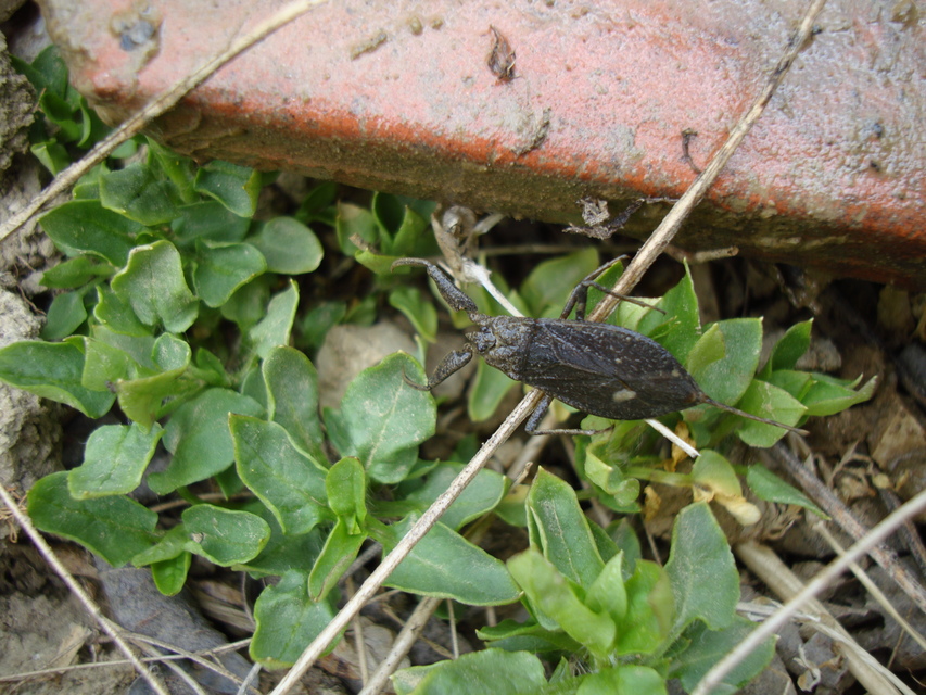 Nepa cinerea - víziskorpió