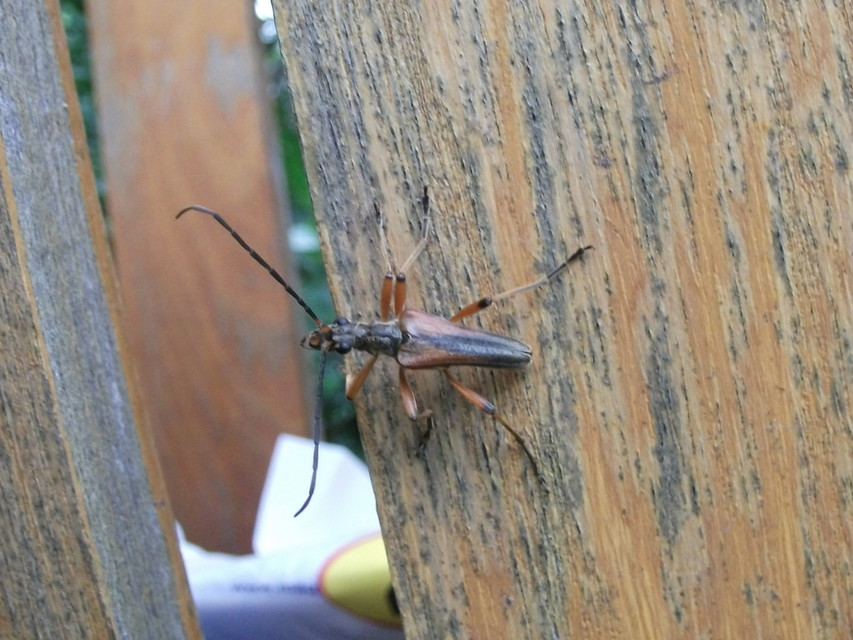 Stenocorus meridianus - fűz-gyökércincér