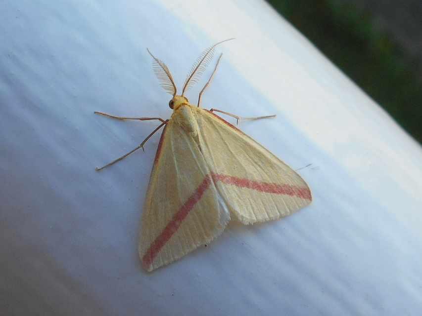 Rhodometra sacraria - rózsacsíkos araszoló
