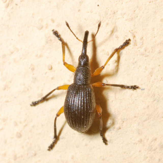 Protapion apricans - lóheremag-cickányormányos Protapion apricans - lóheremag-cickányormányos