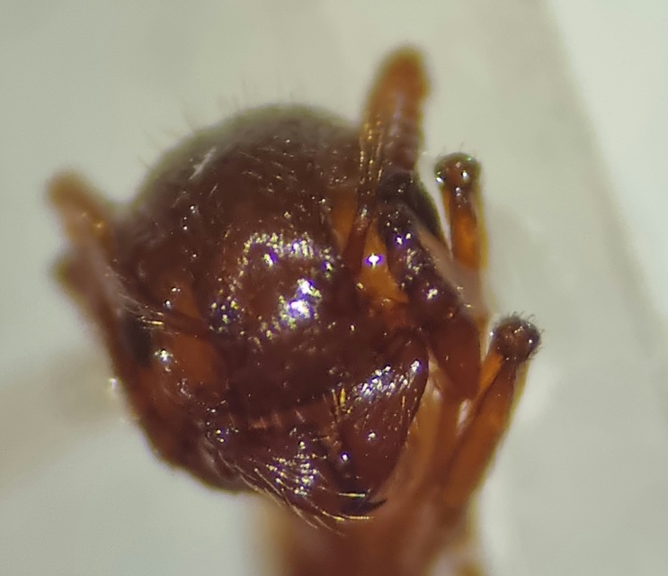 Myrmica rubra - közönséges bütyköshangya
