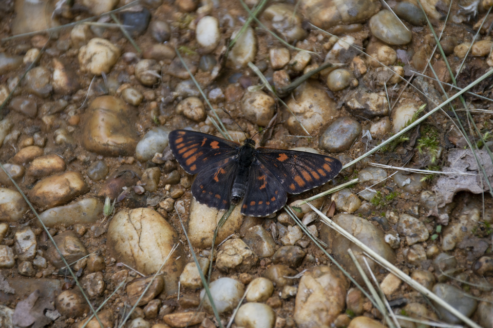 Euphydryas maturna - díszes tarkalepke