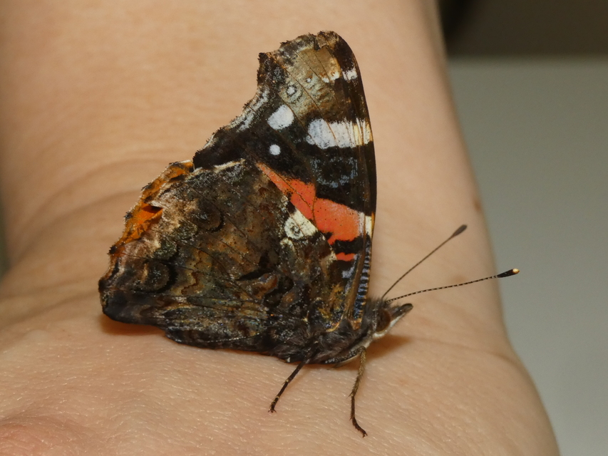 Vanessa atalanta - atalantalepke