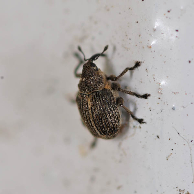 Ceutorhynchus typhae - pásztortáska-ceutormányos
