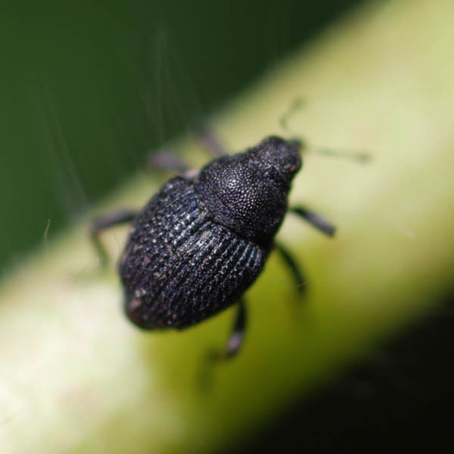 Zacladus