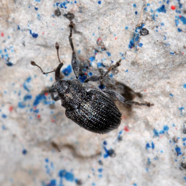 Ceutorhynchus assimilis - repcegyökér-ceutormányos