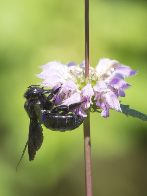 Xylocopa