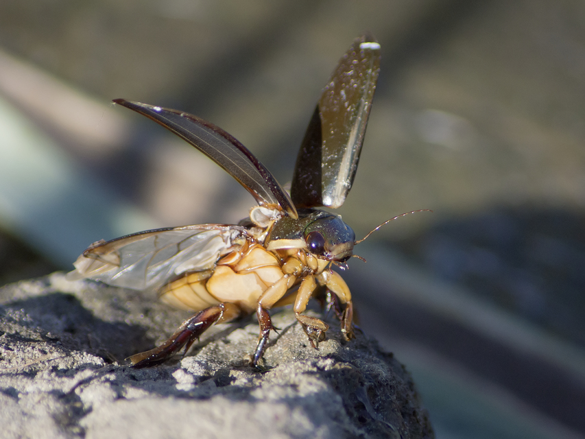 Cybister lateralimarginalis - nagy búvárbogár