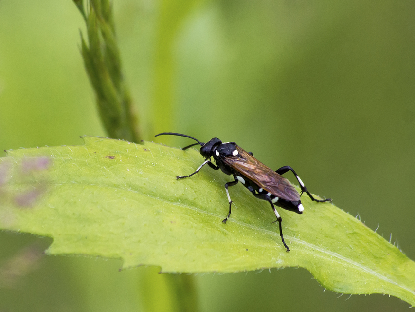Macrophya duodecimpunctata