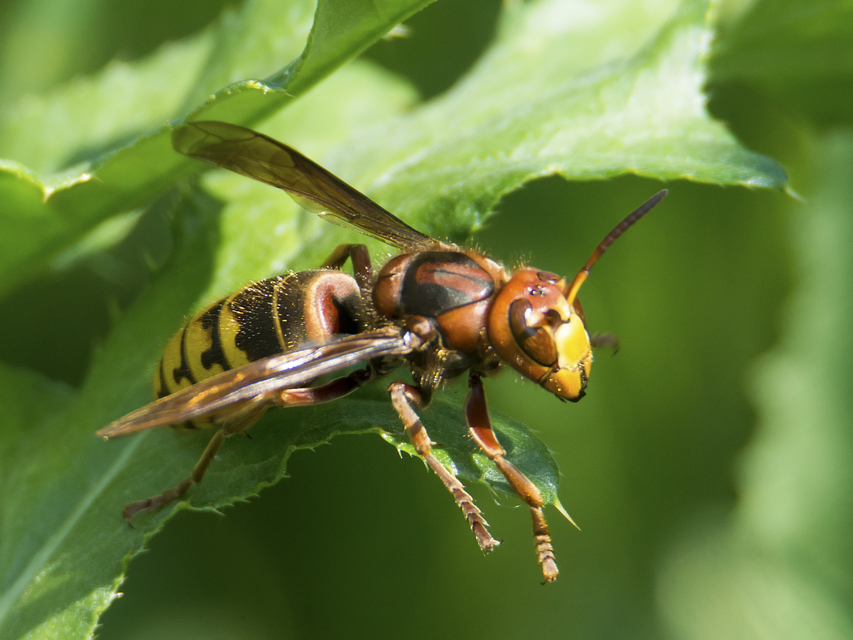 Vespa crabro - lódarázs