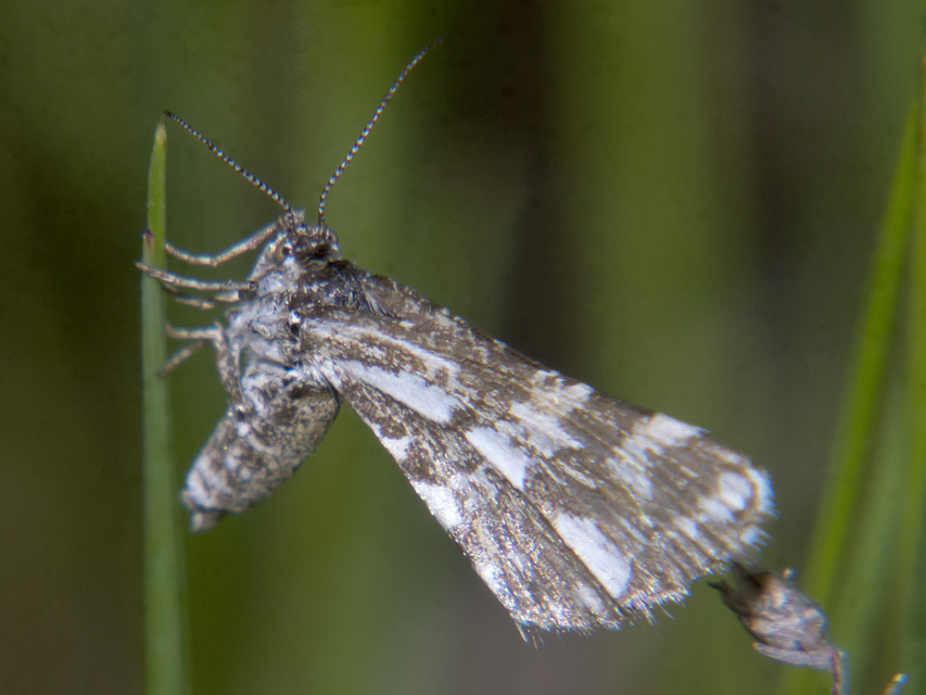 Narraga fasciolaria/tessularia