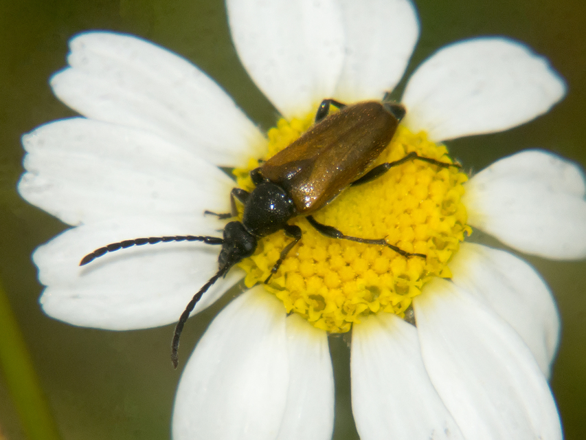Pseudovadonia livida - barnás virágcincér