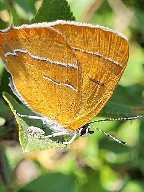 Thecla betulae - nyírfalepke