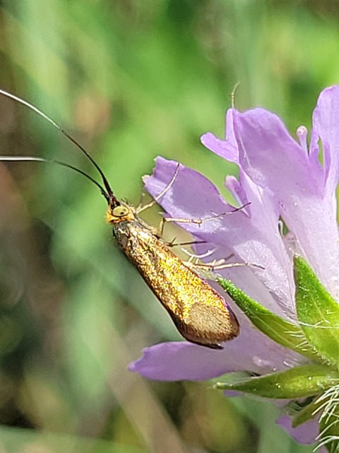Nemophora metallica - fémszínű tőrösmoly