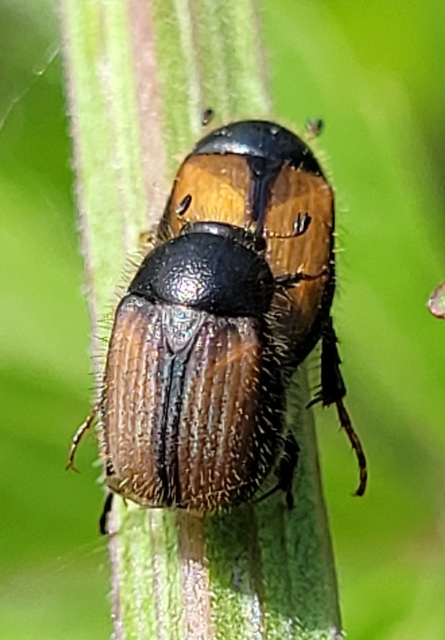 Omaloplia nigromarginata - szegélyes kiscserebogár