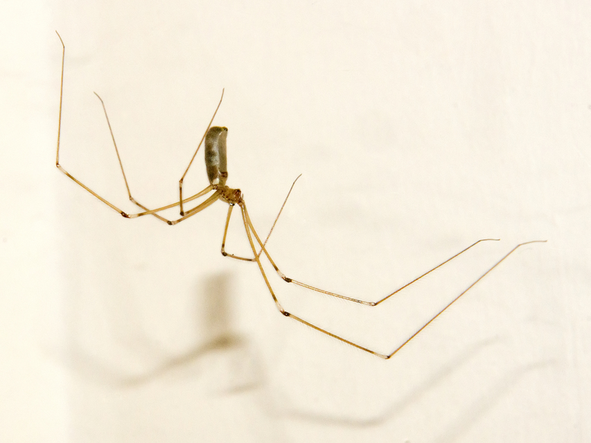 Pholcidae - álkaszáspókok