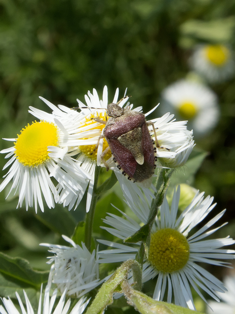 Dolycoris baccarum - közönséges bogyómászó-poloska Dolycoris baccarum - közönséges bogyómászó-poloska