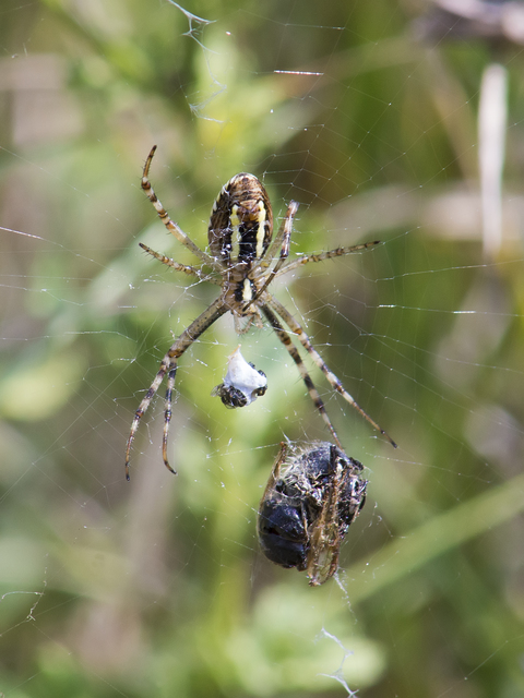 Argiope bruennichi - darázspók