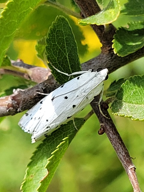 Myelois circumvoluta - pettyes karcsúmoly