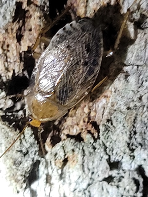 Blattodea - Csótányok