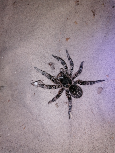Lycosa singoriensis - szongáriai cselőpók