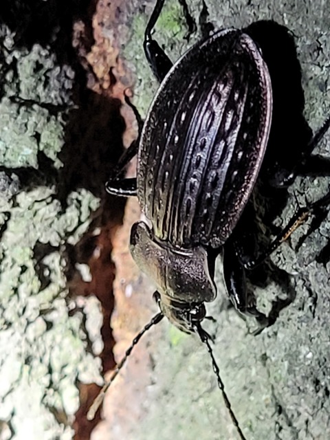 Carabus ulrichii - rezes futrinka