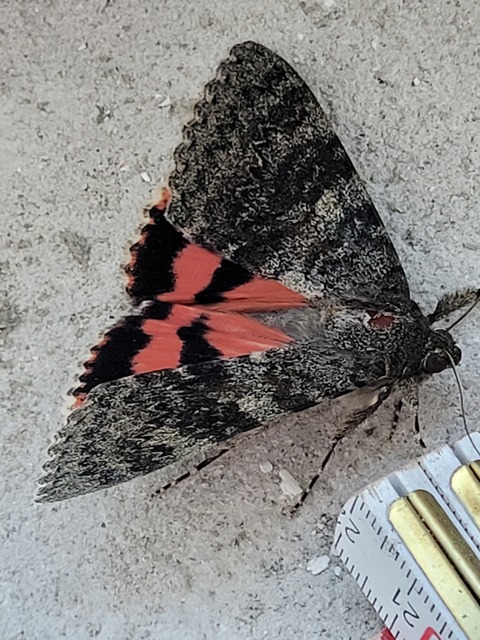 Catocala elocata - közönséges övesbagoly