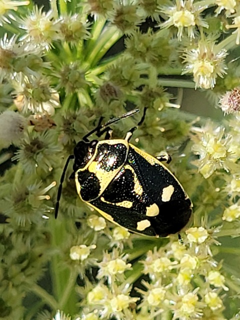 Eurydema oleracea - paréjpoloska Eurydema oleracea - paréjpoloska