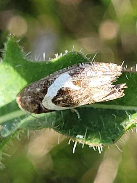 Epiblema foenella - kampósfoltú tükrösmoly