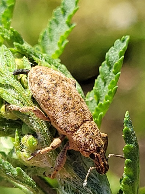 Cyphocleonus dealbatus - márványos barkó