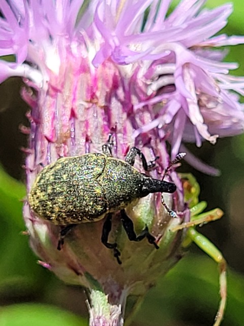 Larinus turbinatus - kúposorrú púderbarkó