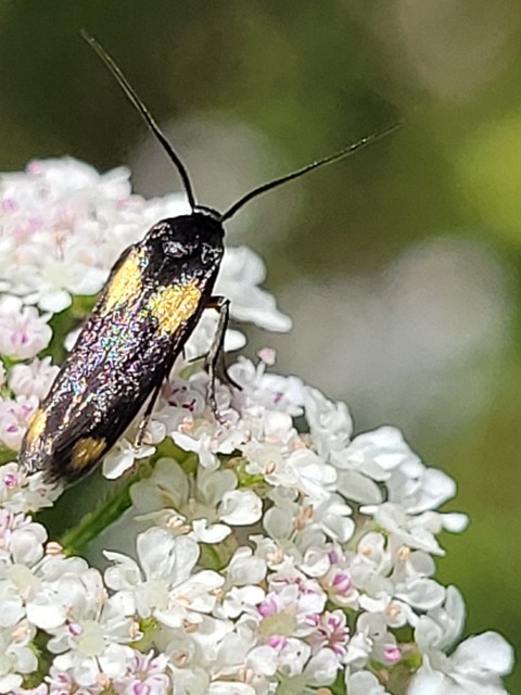 Scythris sinensis - aranyfarú zöldmoly