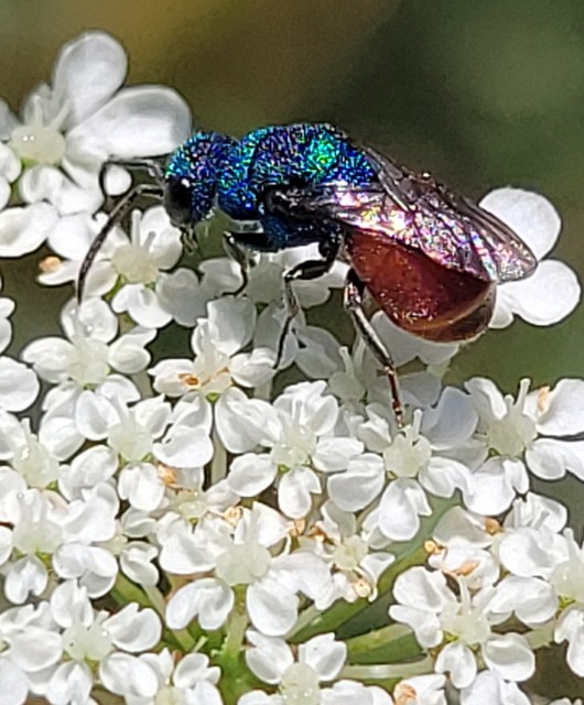 Hedychridium